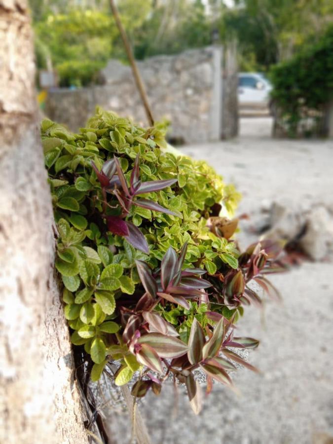 Ecolodge Uh May Francisco Uh May Εξωτερικό φωτογραφία